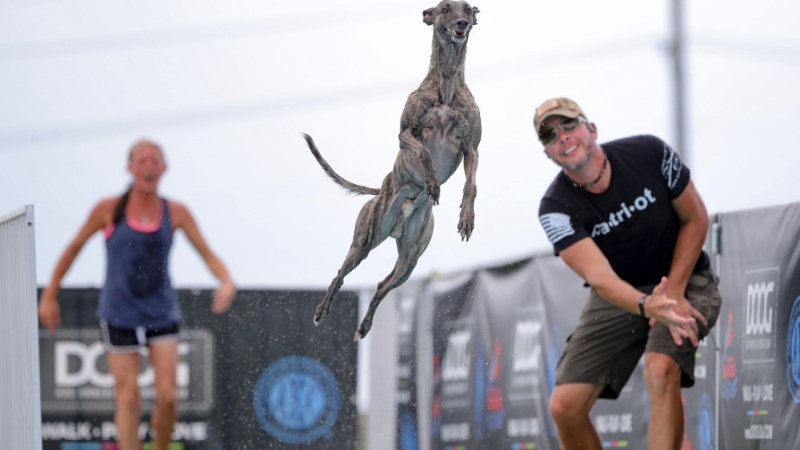 Grand Carpet Mill Premium Dog Treadmills